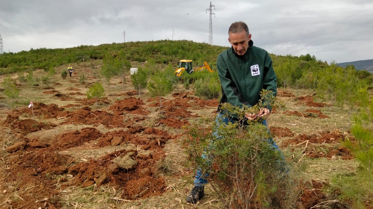 WWF inicia la restauración de la zona calcinada en Cortes de Pallás