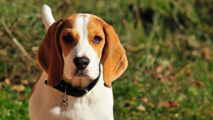 Un perro beagle