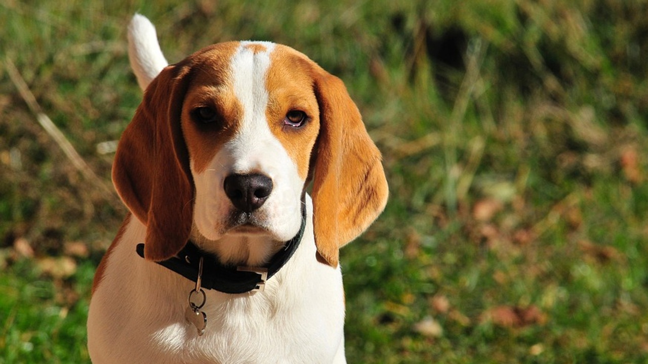 Un perro beagle