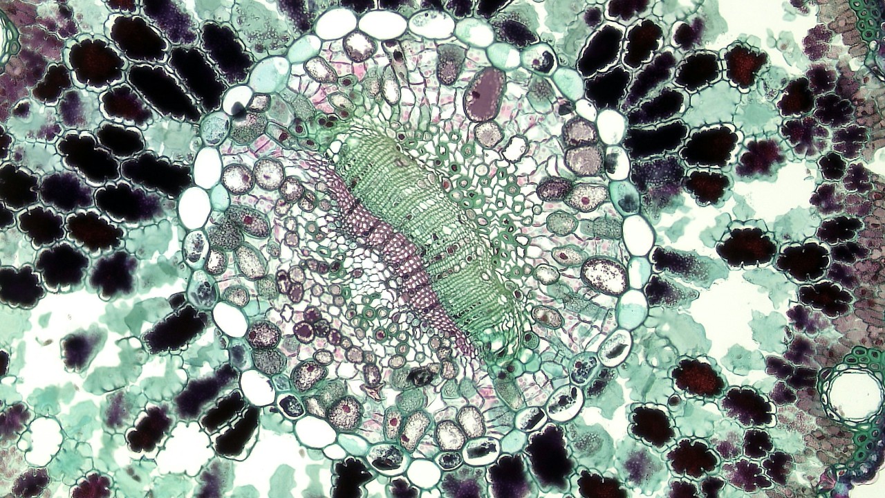 celula microscopio medicina